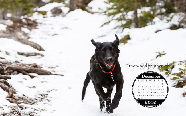 Free Desktop Wallpaper for November 2012 - The Pure Joy of a Running Puppy