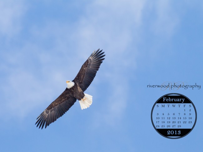 Adult Bald Eagle Soaring High Overhead