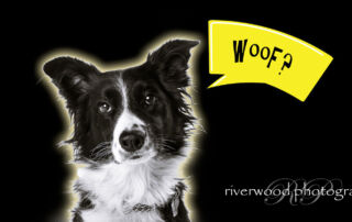 Pawsitively Portraits 2013: Dog Day FAQ
