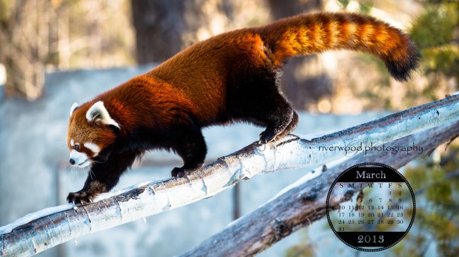 Red Panda at the Calgary Zoo