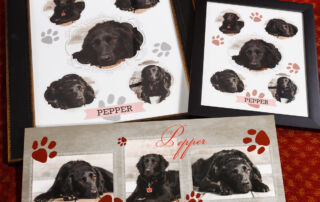 Dog Day 2013 Product Samples