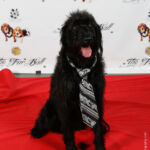 Red Carpet Pawperazzi Portrait at The Fur Ball 2013 (6)