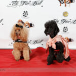 Red Carpet Pawperazzi Portrait at The Fur Ball 2013 (31)