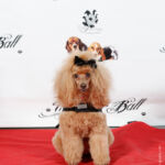 Red Carpet Pawperazzi Portrait at The Fur Ball 2013 (30)
