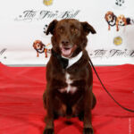 Red Carpet Pawperazzi Portrait at The Fur Ball 2013 (26)