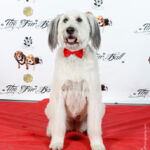 Red Carpet Pawperazzi Portrait at The Fur Ball 2013 (22)