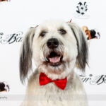 Red Carpet Pawperazzi Portrait at The Fur Ball 2013 (21)