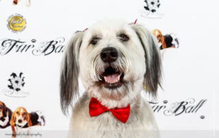 Red Carpet Pawperazzi Portrait at The Fur Ball 2013 (21)