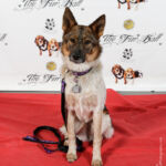 Red Carpet Pawperazzi Portrait at The Fur Ball 2013 (14)