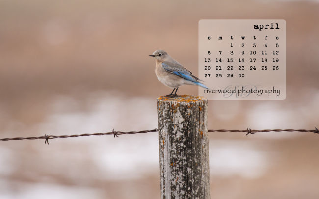 Free Desktop Wallpaper for March 2014 - Mountain Bluebird
