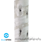 Commercial Photography at Blue Spark Energy