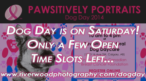 Only a few Open Times Left for Dog Day 2014