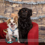 Calgary DogFest 2016