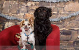 Calgary DogFest 2016