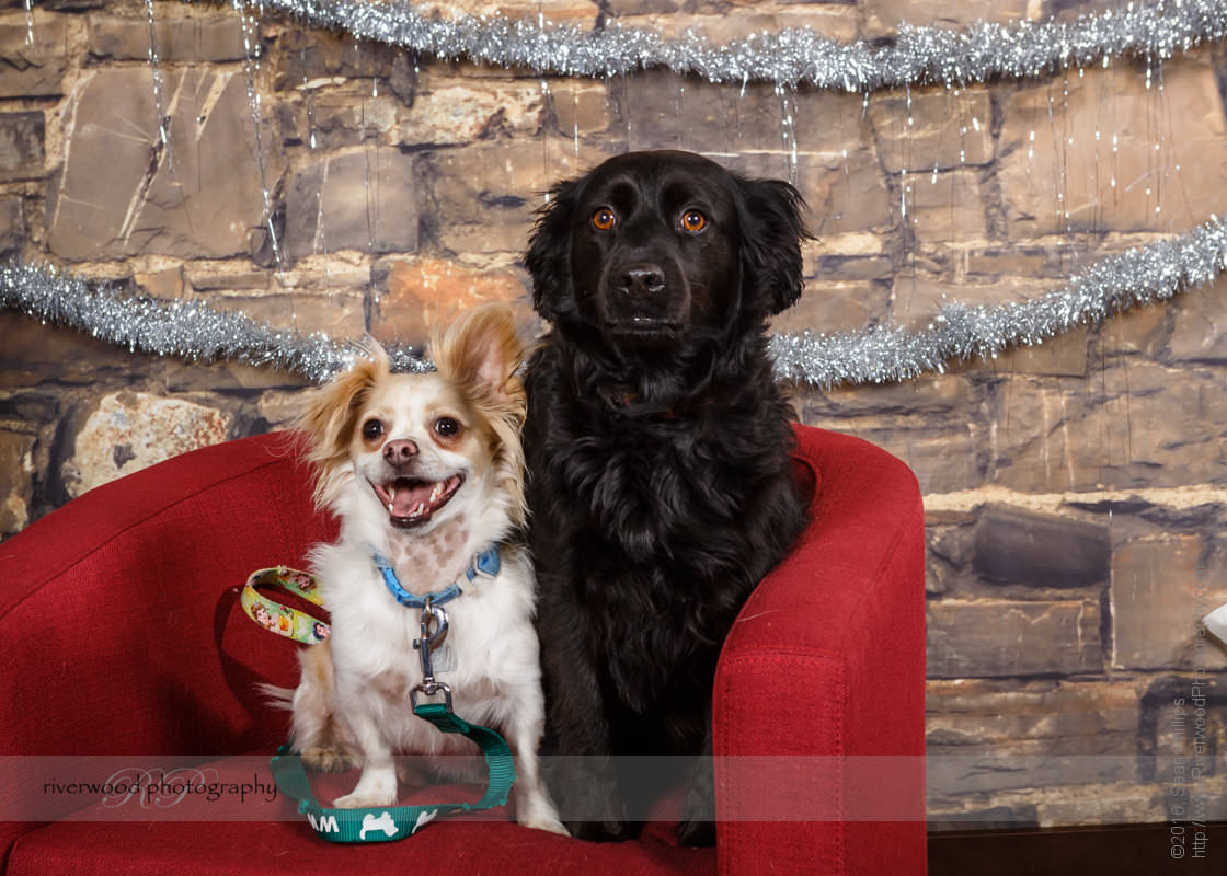 Calgary DogFest 2016