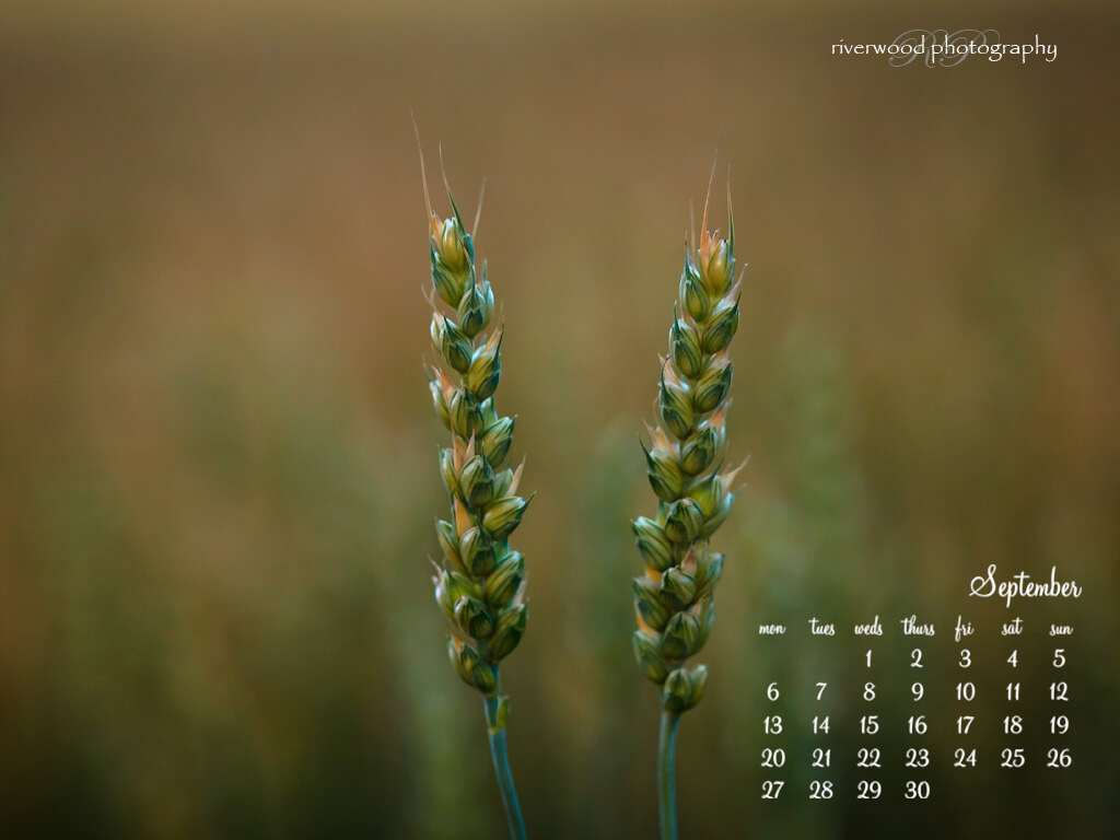 Download the iPad Wallpaper for September 2010 (1024x768)
